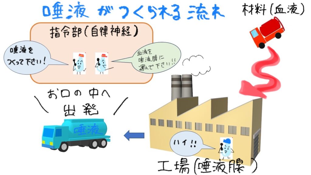 唾液が作られる流れ