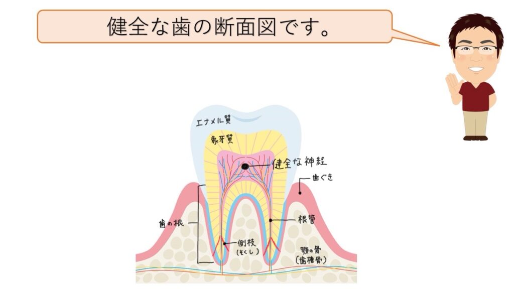 健全な葉の断面図