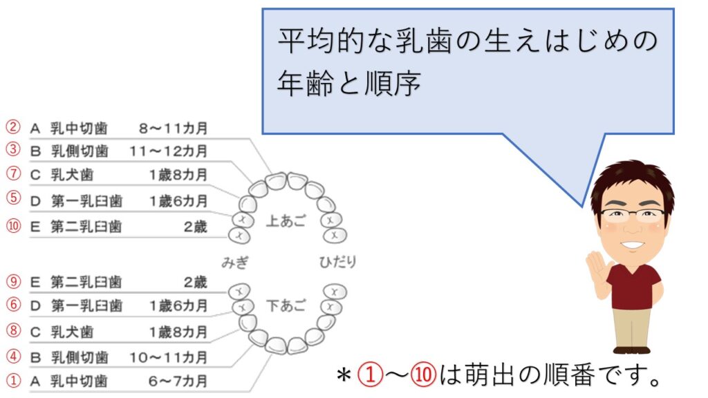 平均的な乳歯の生え始めと順序