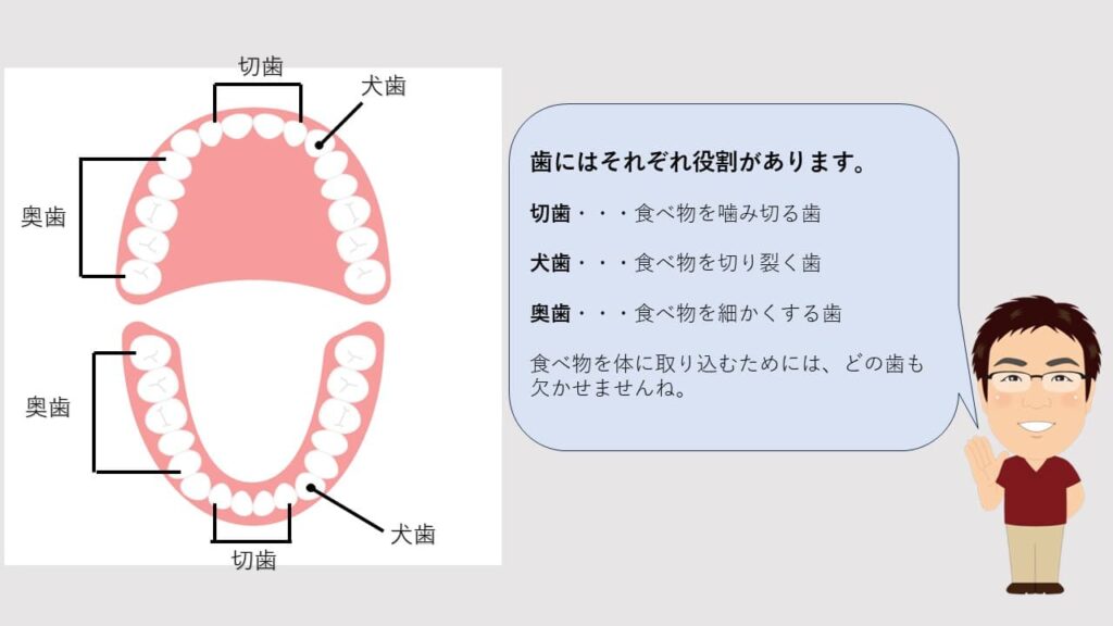 歯の役割