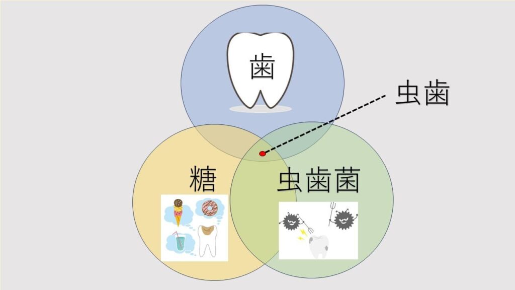 歯と糖と虫歯菌の関係